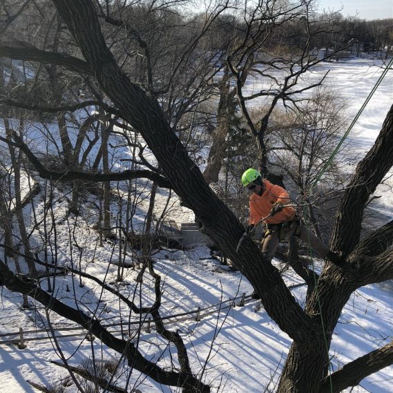 L and T Tree Services Tree Removal, Pruning, Trimming & Storm Cleanup