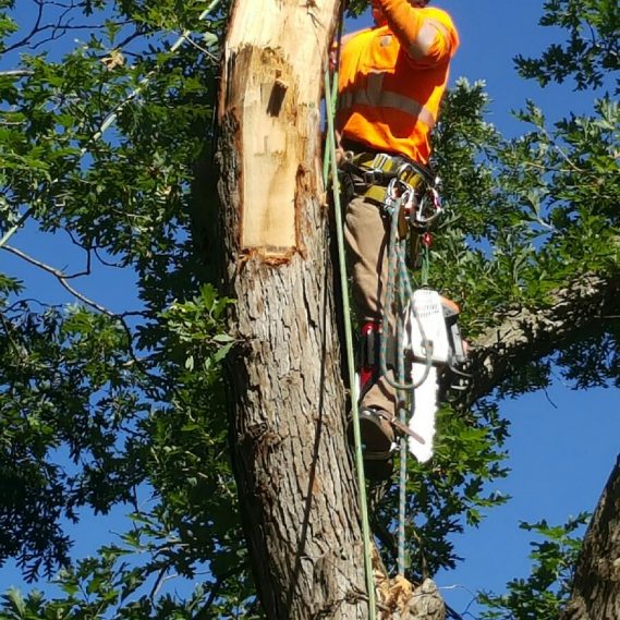 L and T Tree Services Tree Removal, Pruning, Trimming & Storm Cleanup