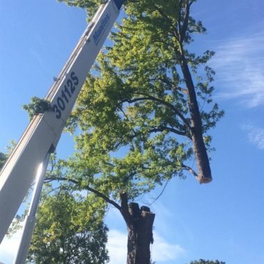 tree removal with large crane