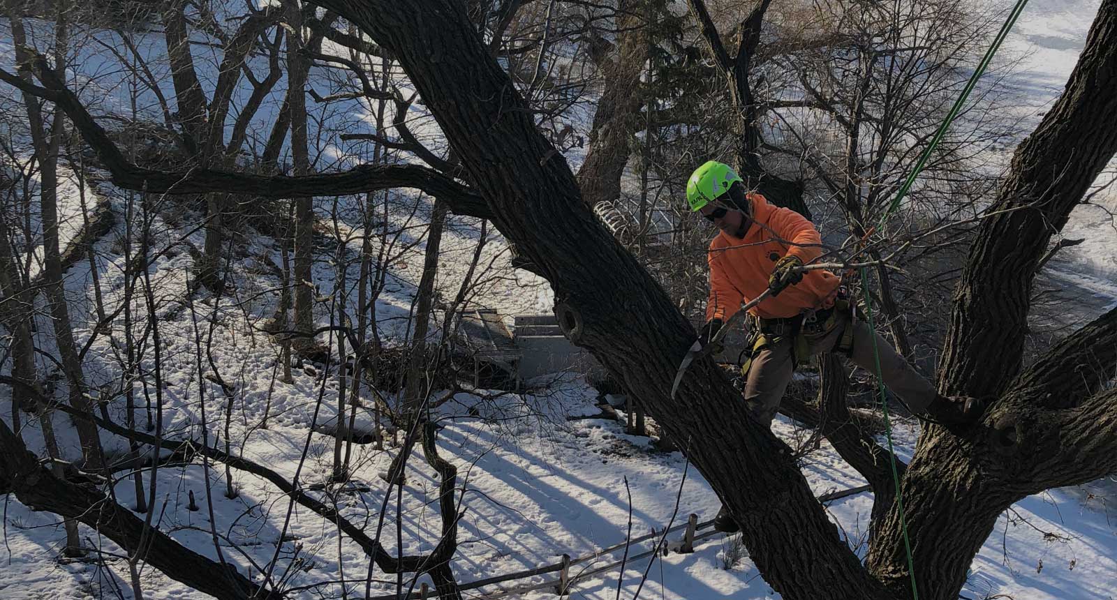 Tree Trimming Services: Man In Canopy Cutting Down Tree In Winter