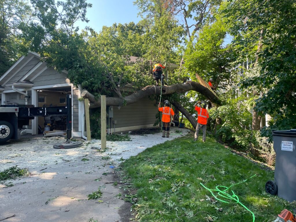 Tree Removal Services_3 men cutting down tree