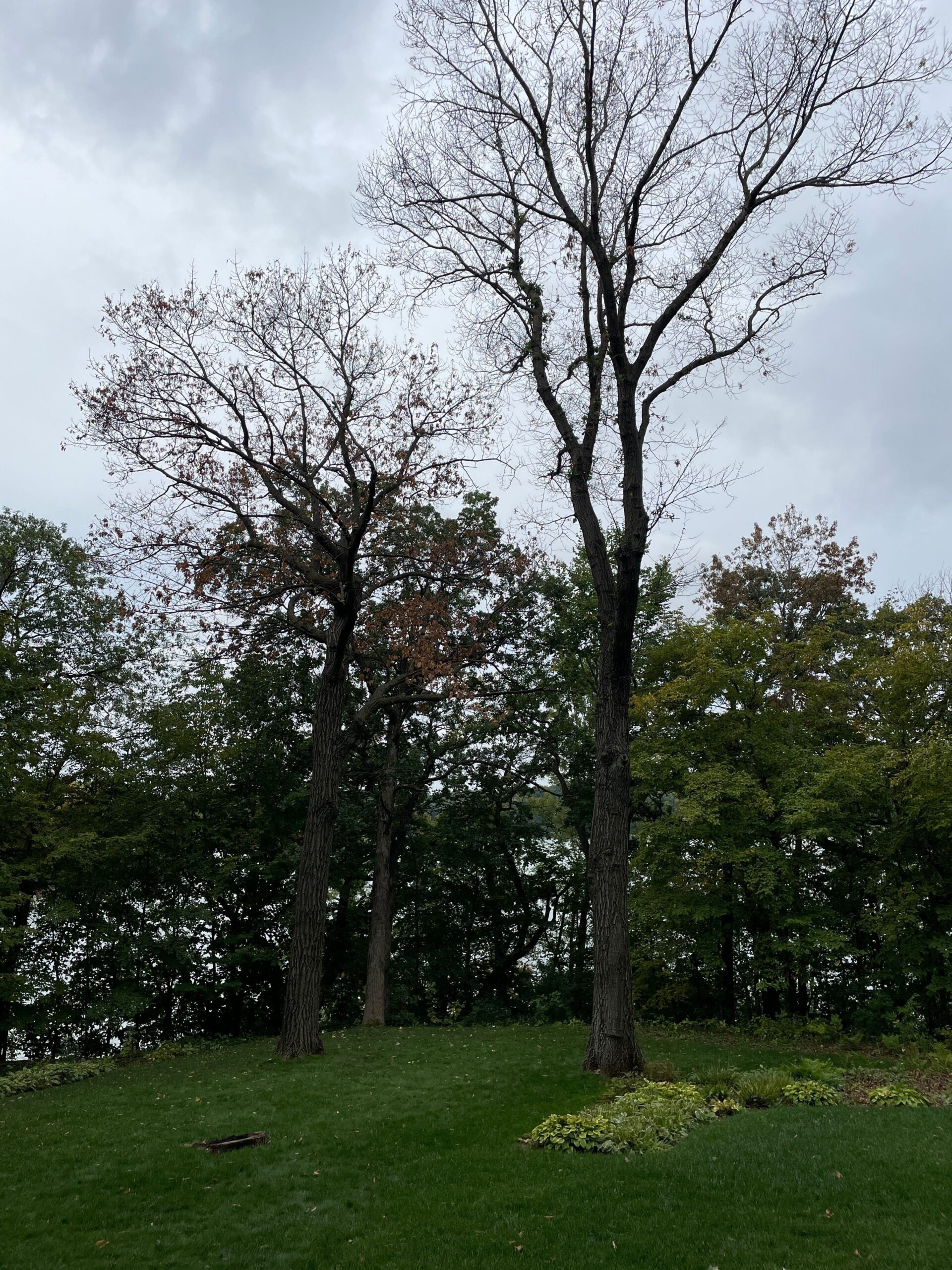 Wilted Oak Tree In Minnesota Damaged By Oak Wilt Disease