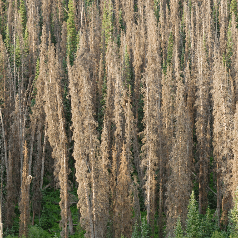 Dead Pine Trees From Pine Bark Beetle