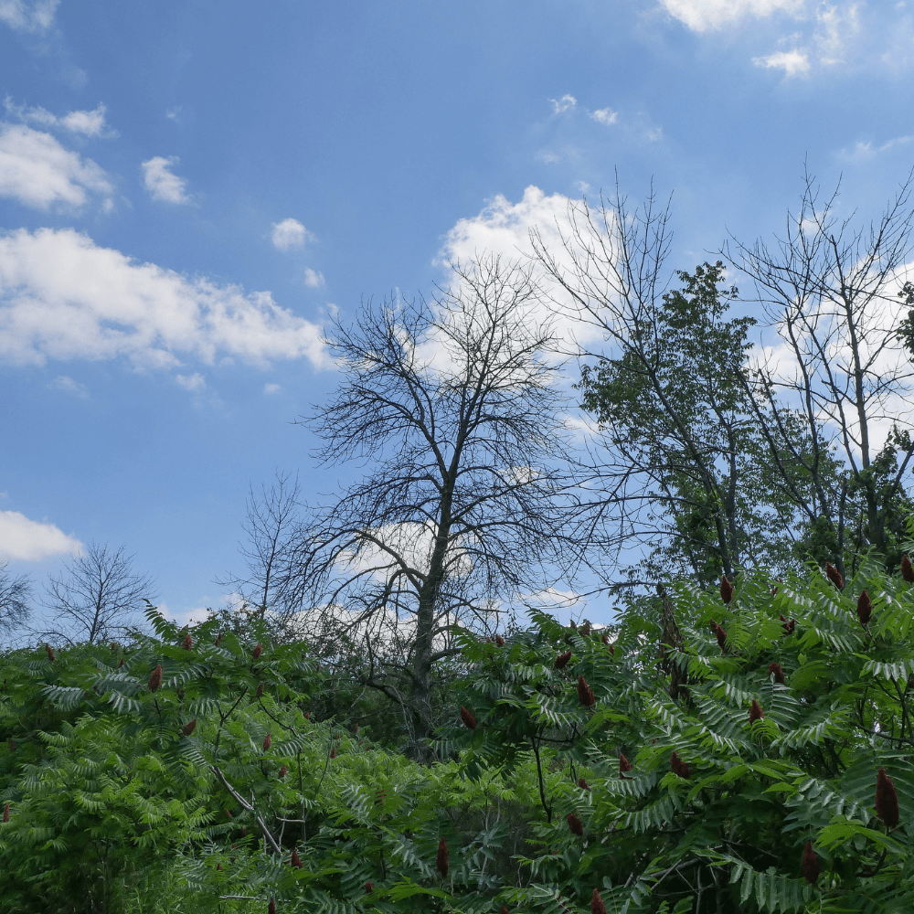 Two Lined Chestnut Borer Damage to Chestnut Tree