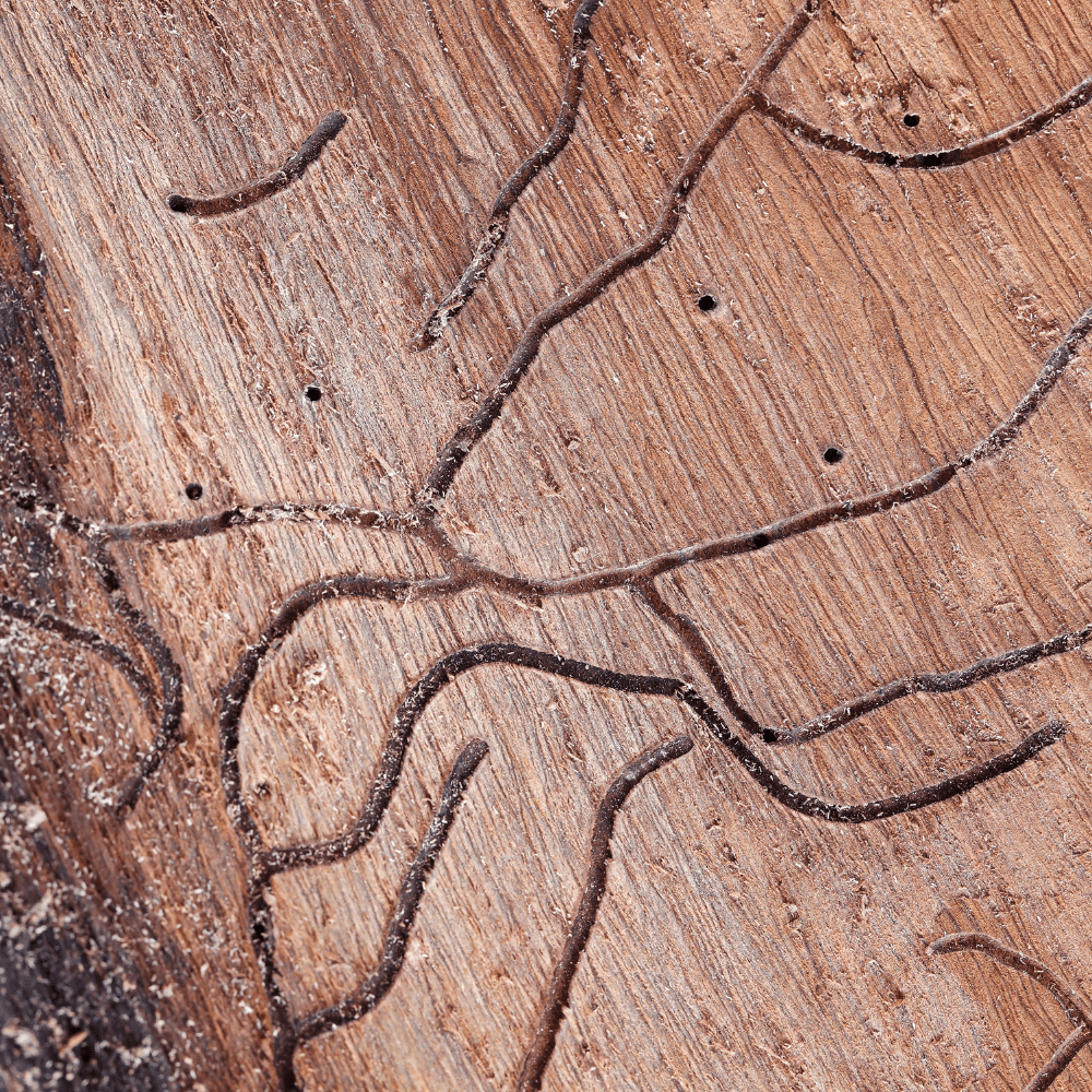 Tunnels From Two Lined Chestnut Borer