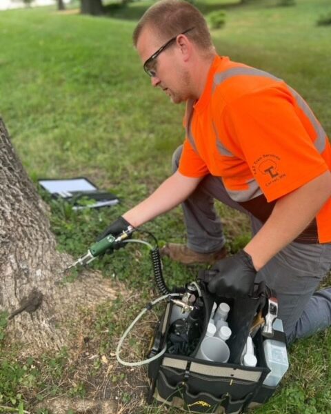 EAB injection tree arborist appyling chemicals to heal a sickened tree