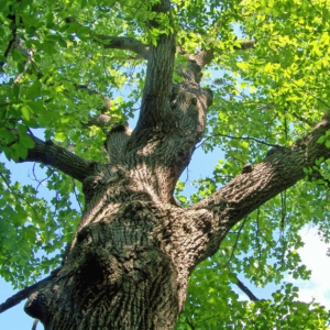 Healthy Oak Tree