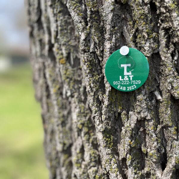 Emerald Ash Borer Treatment Emerald Ash Borer Treatment 2023