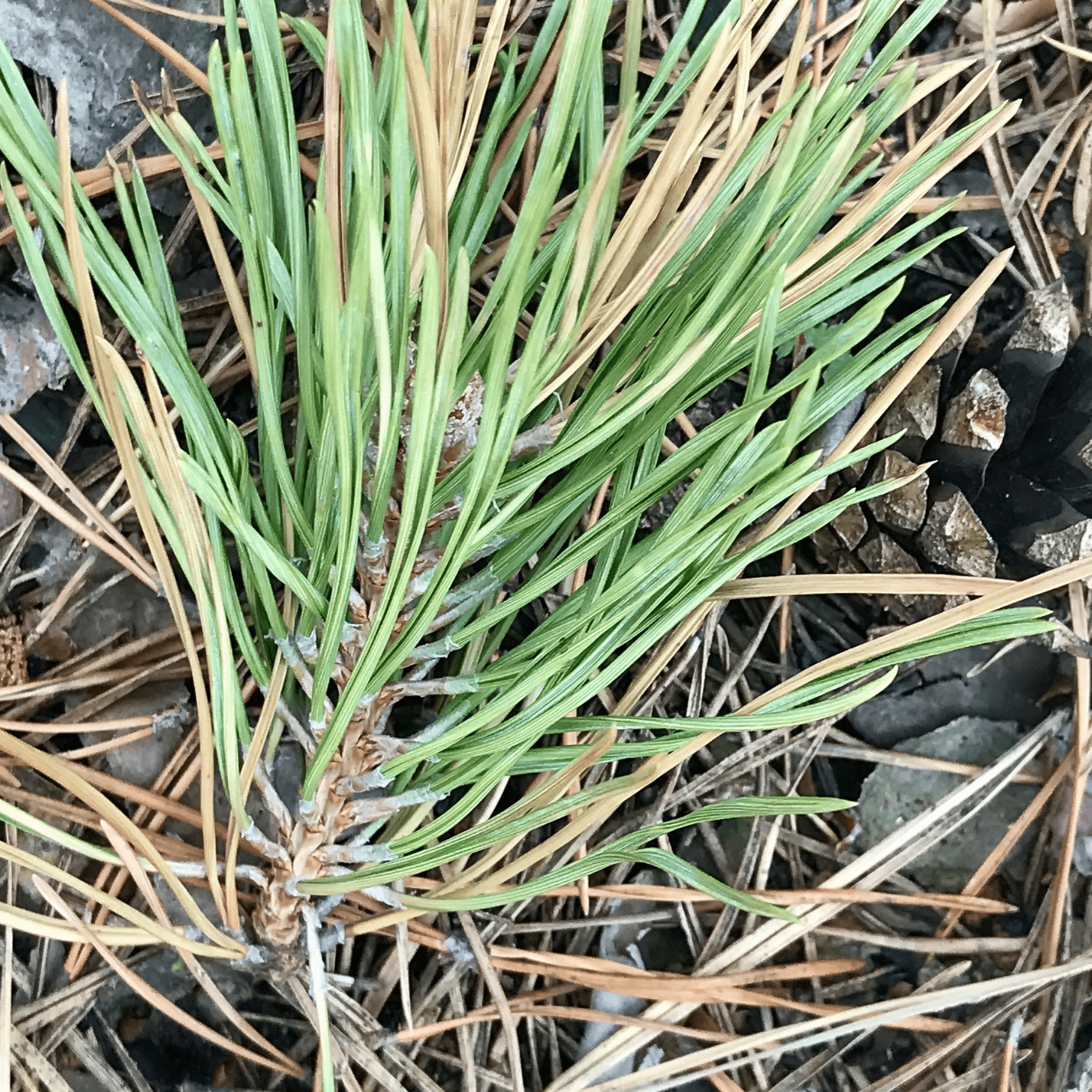 Pine Tree Affected Needles