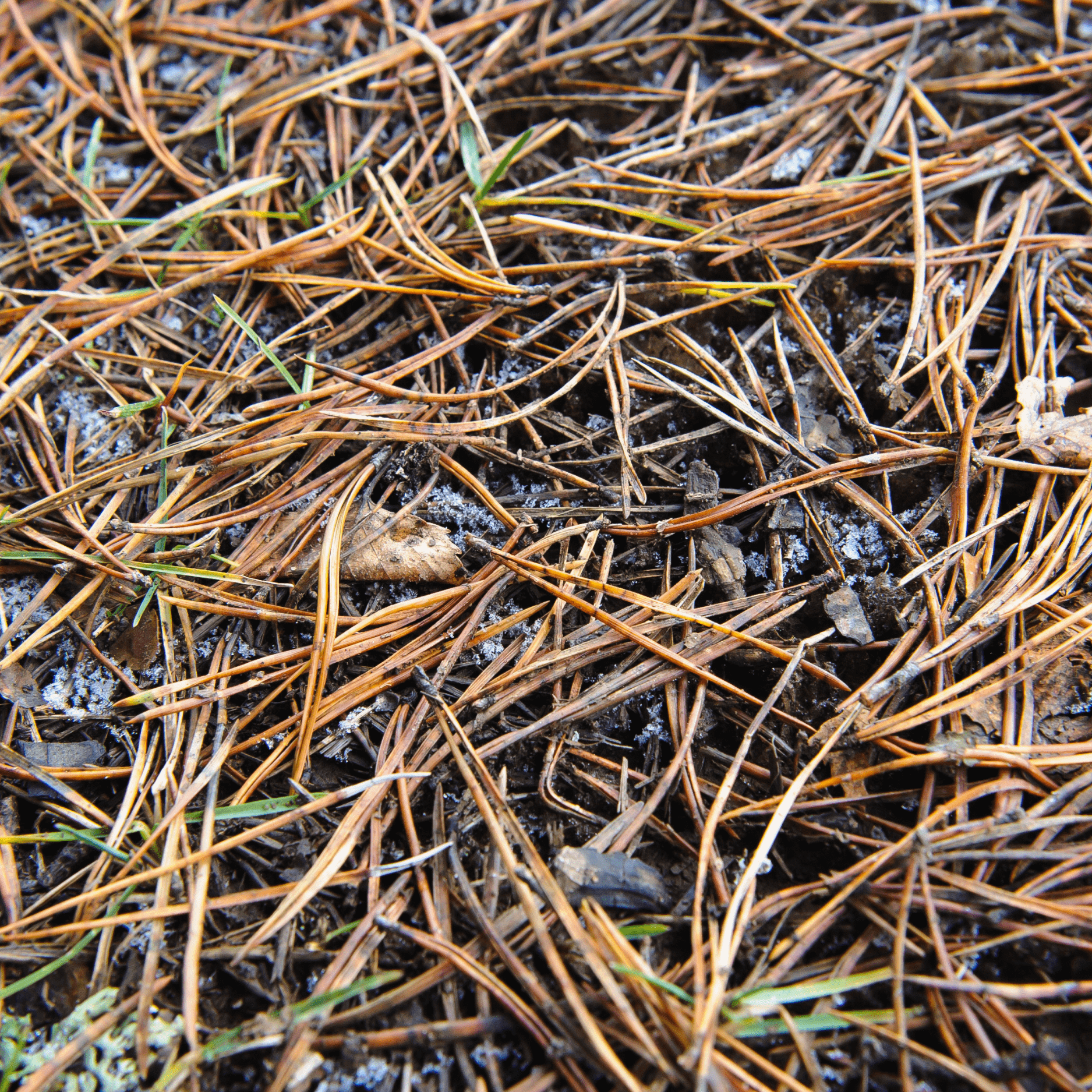 Discolored Pine Needles