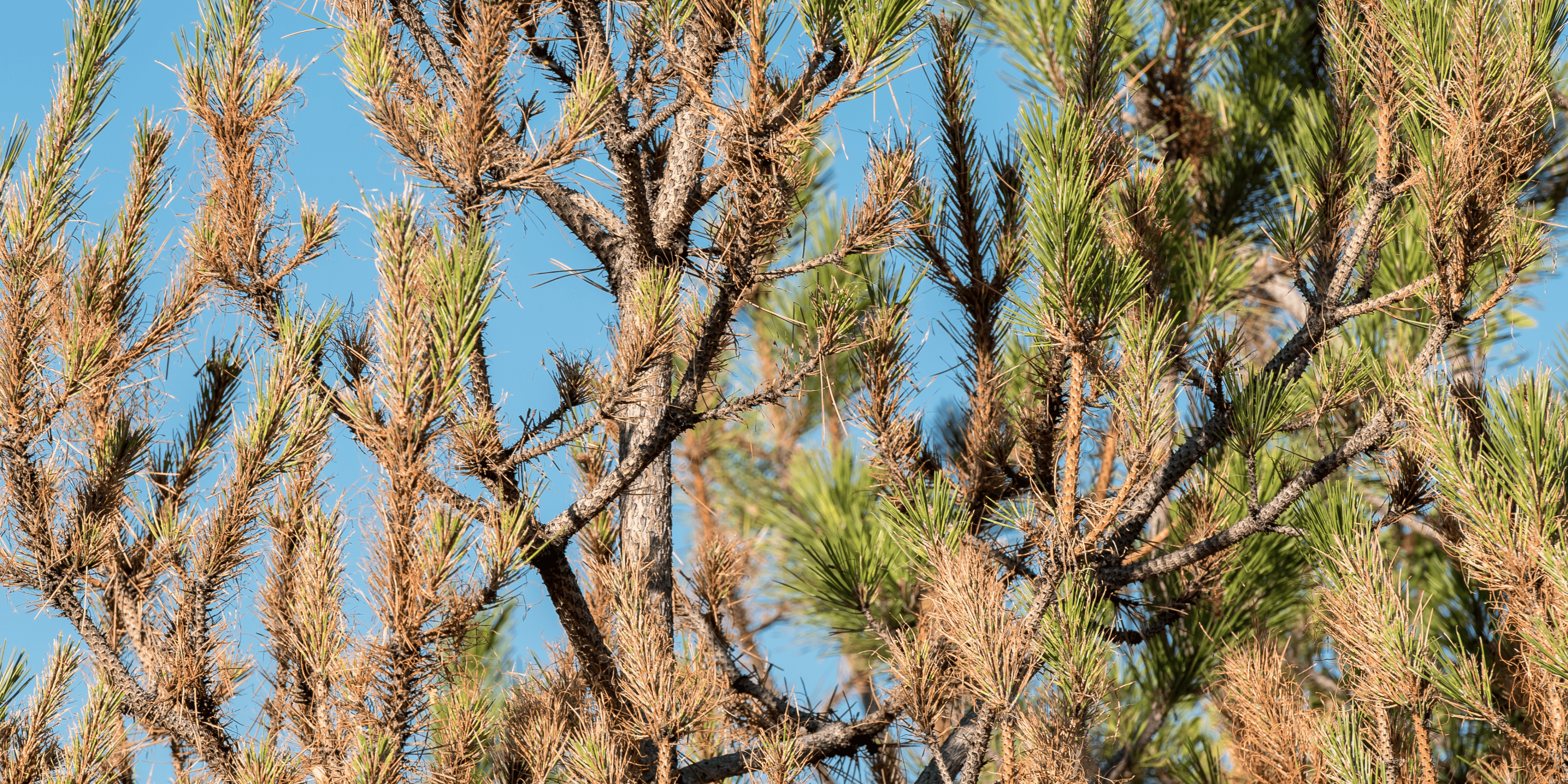 Pine Tree Infected with Diplodia