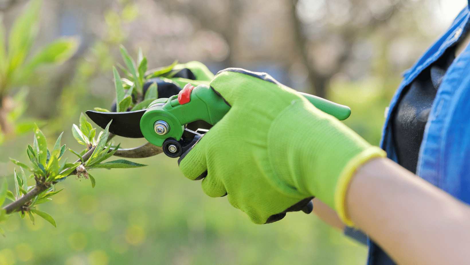 Pruning Fruit Trees Pruning Fruit Trees