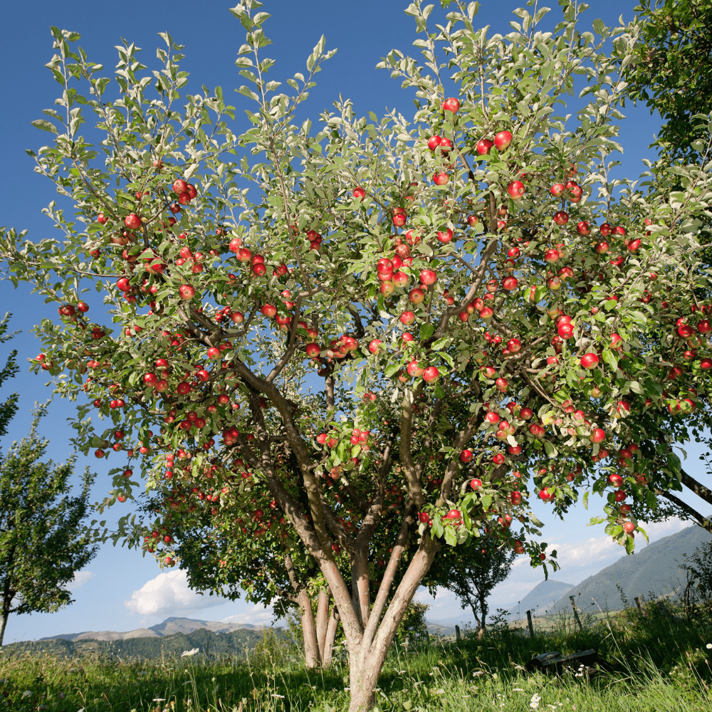 Apple Tree
