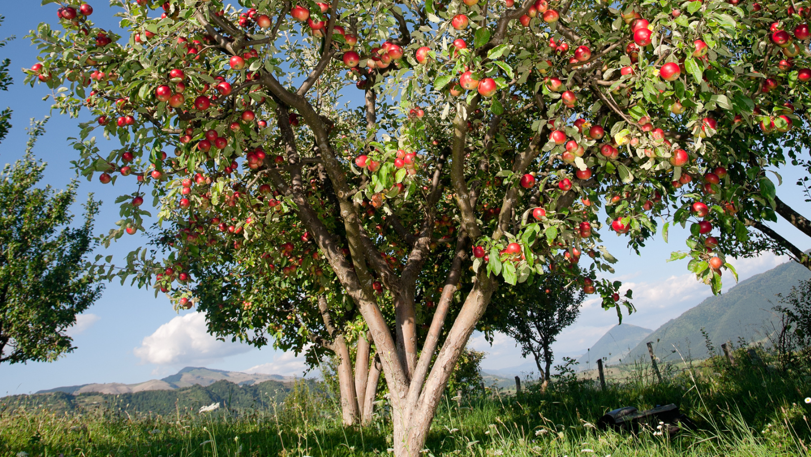 Apple Tree