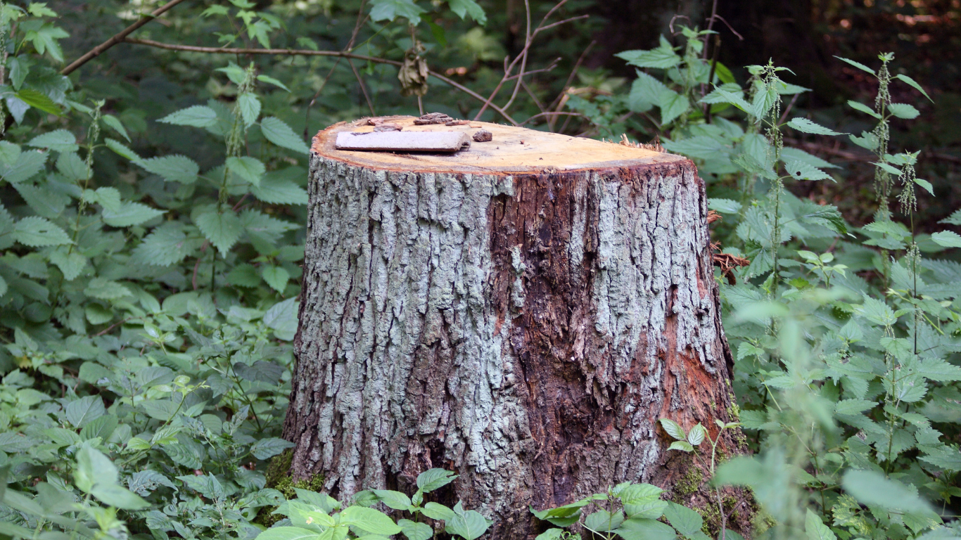 tree stump in tall weeds