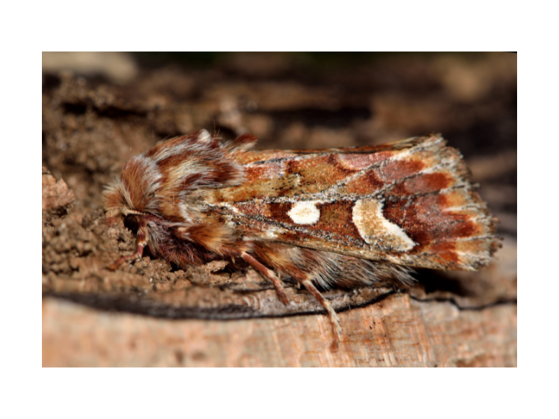 zimmerman pine moth