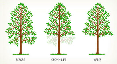Crown Lift crown lift