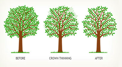 Crown Thinning crown thinning