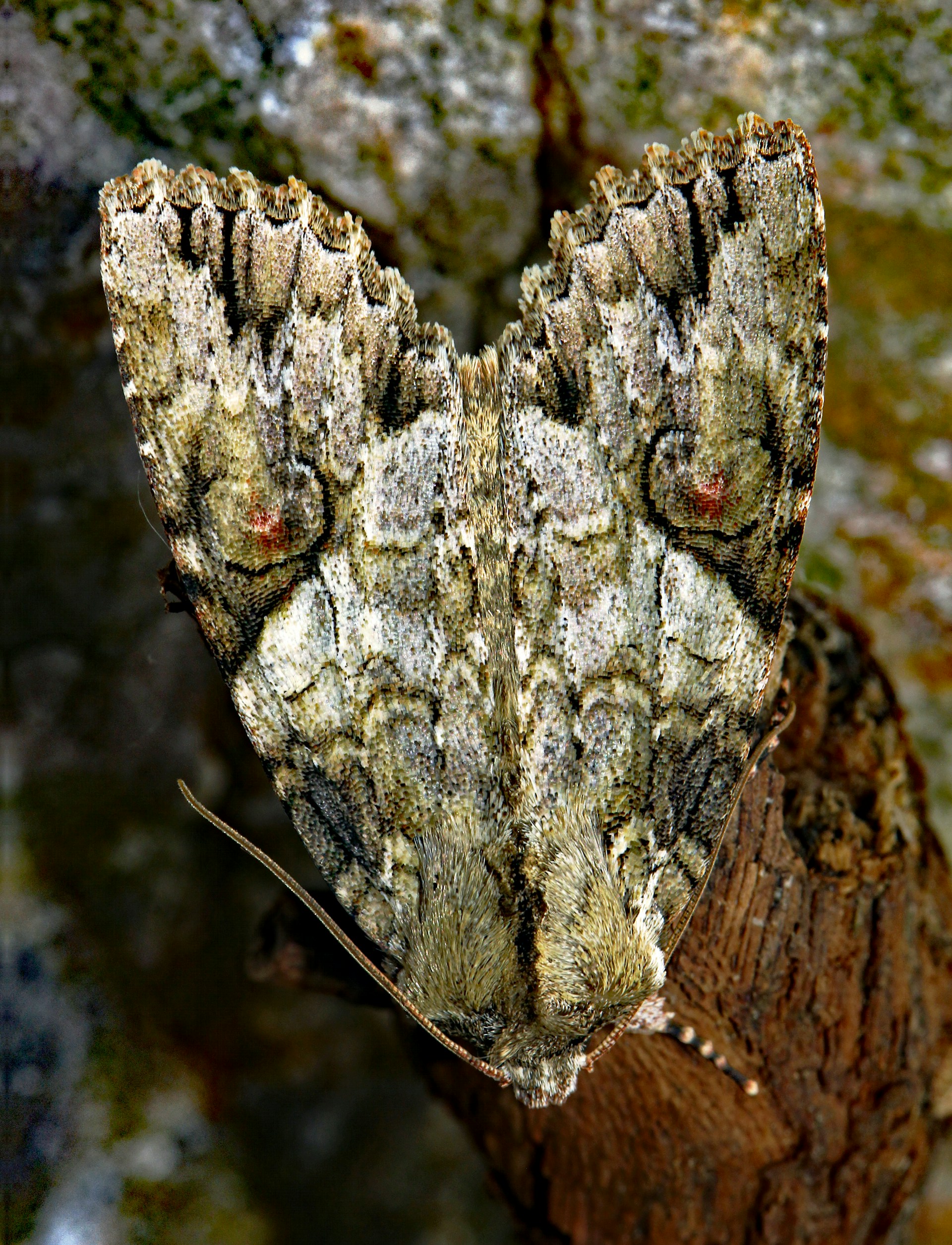 zimmerman pine moth